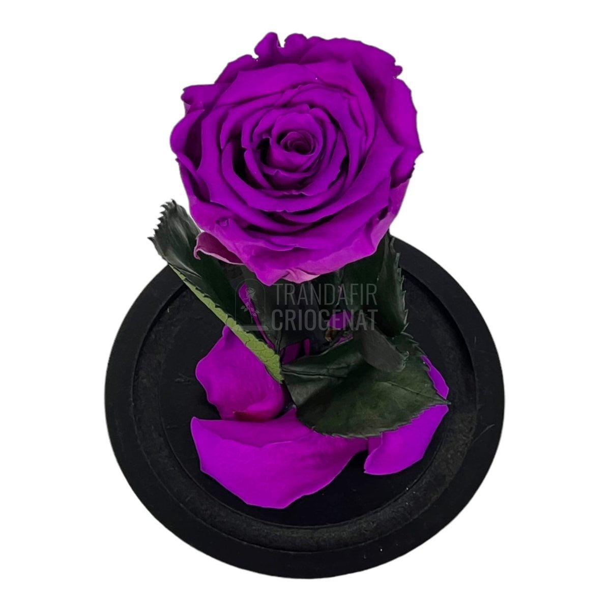 Trandafir Criogenat purpuriu deschis Ø6,5cm in cupola sticla - Trandafir-Criogenat.ro
