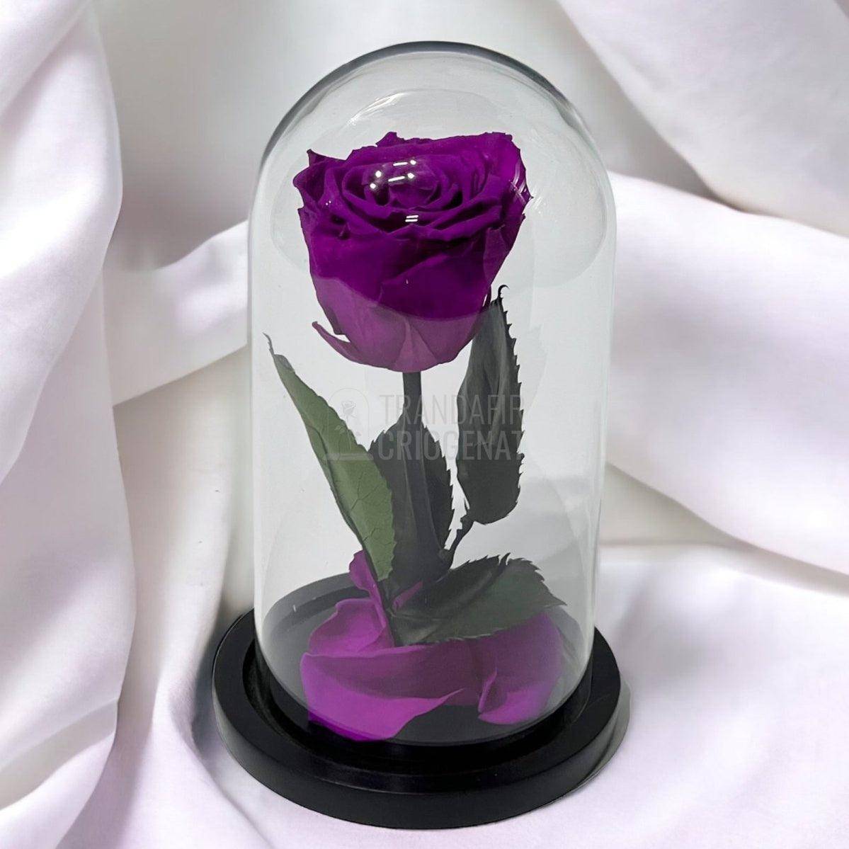 Trandafir Criogenat purpuriu deschis Ø6,5cm in cupola sticla - Trandafir-Criogenat.ro