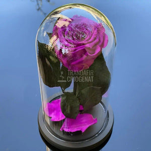 Trandafir Criogenat purpuriu deschis Ø6,5cm in cupola - Trandafir-Criogenat.ro