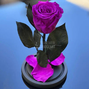 Trandafir Criogenat purpuriu deschis Ø6,5cm in cupola - Trandafir-Criogenat.ro