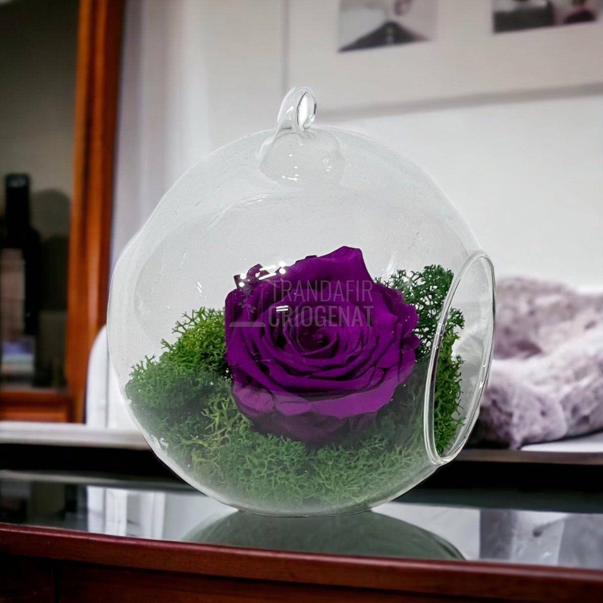 Trandafir Criogenat purpuriu in glob de sticla Ø12cm - Trandafir-Criogenat.ro