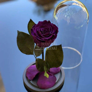 Trandafir Criogenat purpuriu inchis Ø6,5cm in cupola 10x20cm - Trandafir-Criogenat.ro