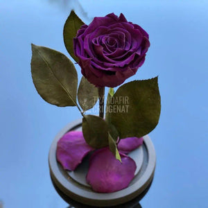 Trandafir Criogenat purpuriu inchis Ø6,5cm in cupola 12x25cm - Trandafir-Criogenat.ro