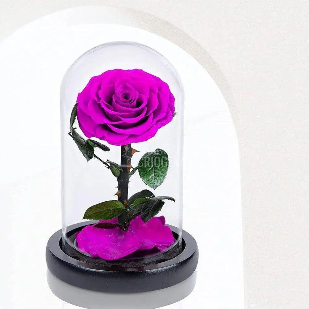 Trandafir Criogenat purpuriu Ø8cm in cupola sticla 10x20cm - Trandafir-Criogenat.ro