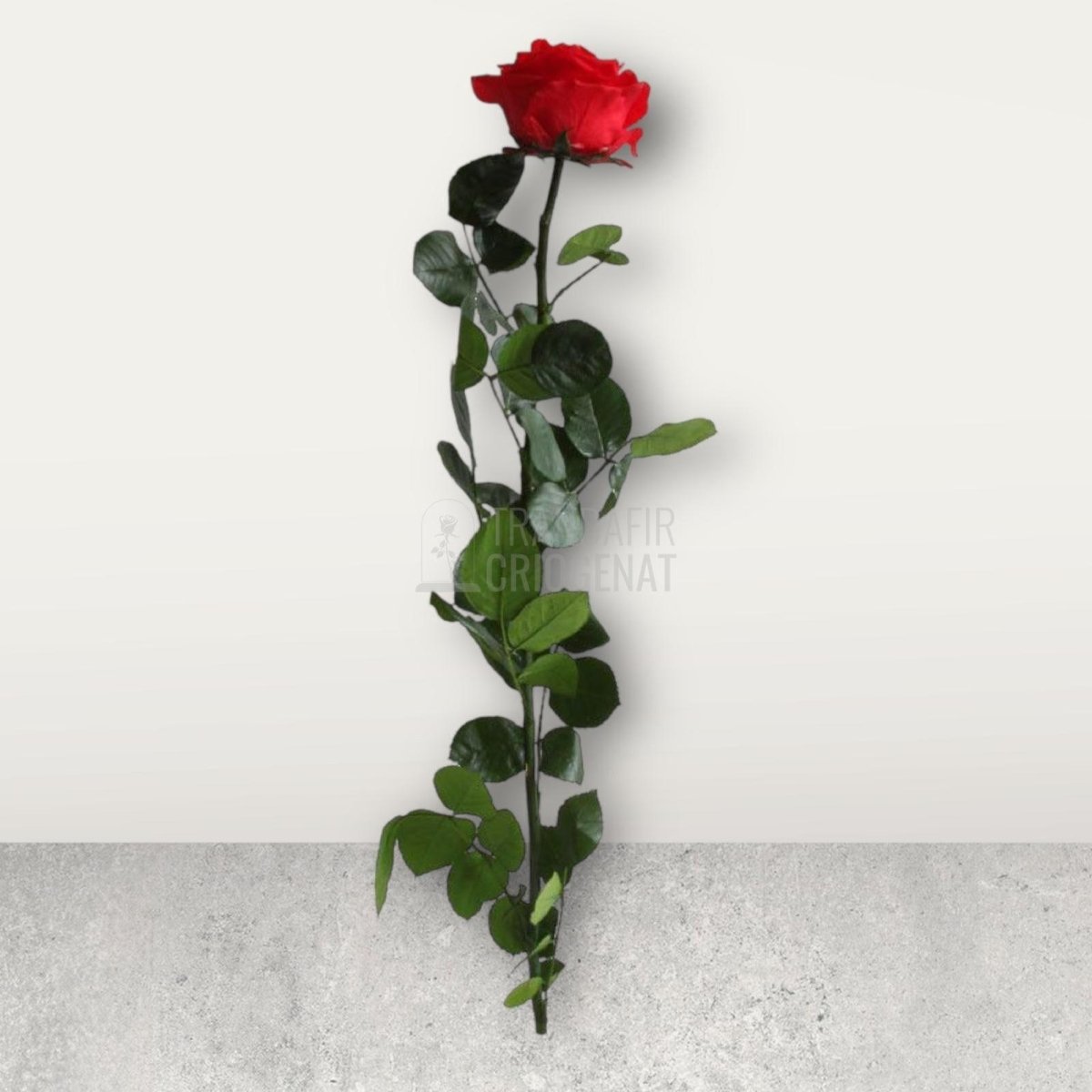 Trandafir Criogenat rosu Amorosa Premium in cutie cadou - Trandafir-Criogenat.ro