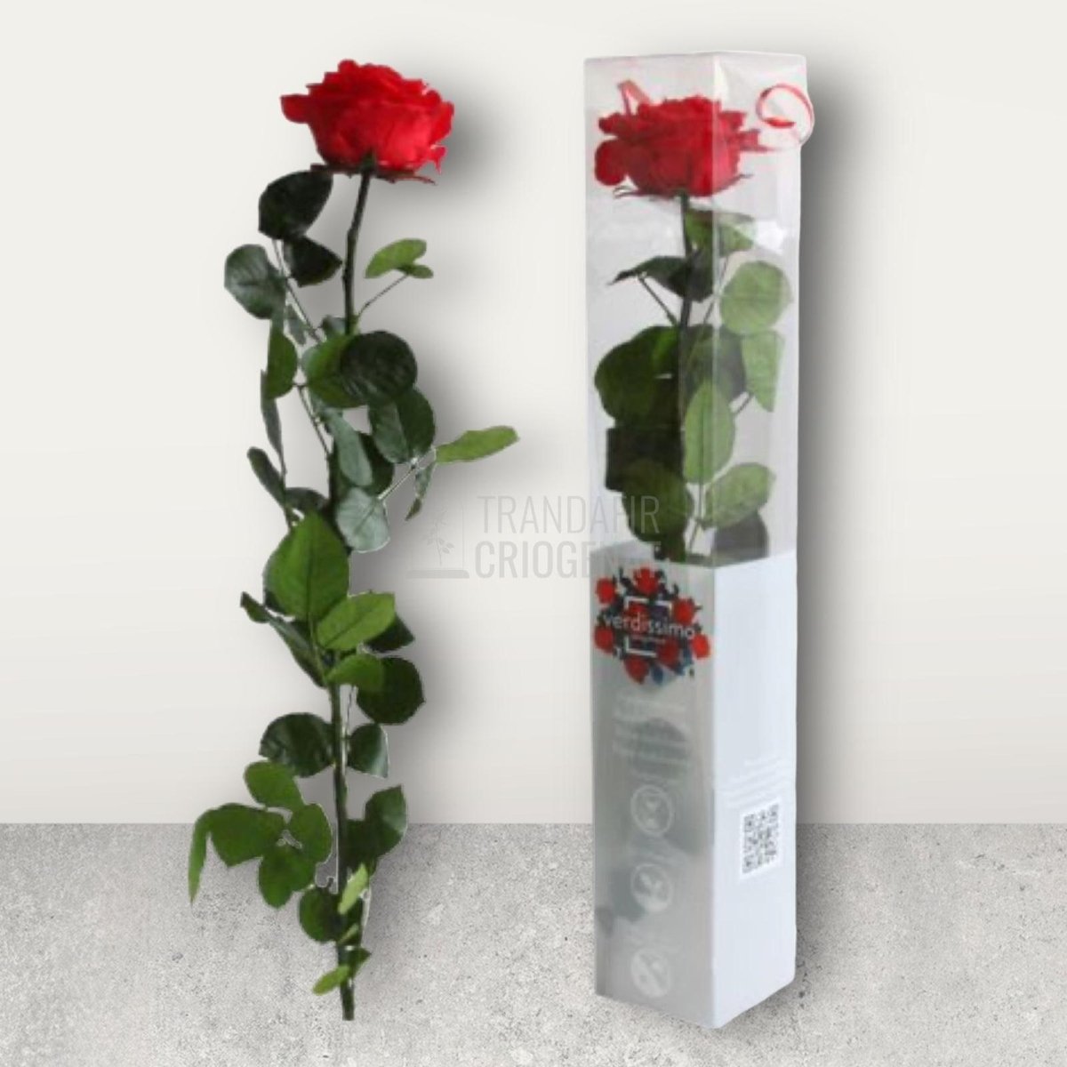 Trandafir Criogenat rosu Amorosa Premium in cutie cadou - Trandafir-Criogenat.ro