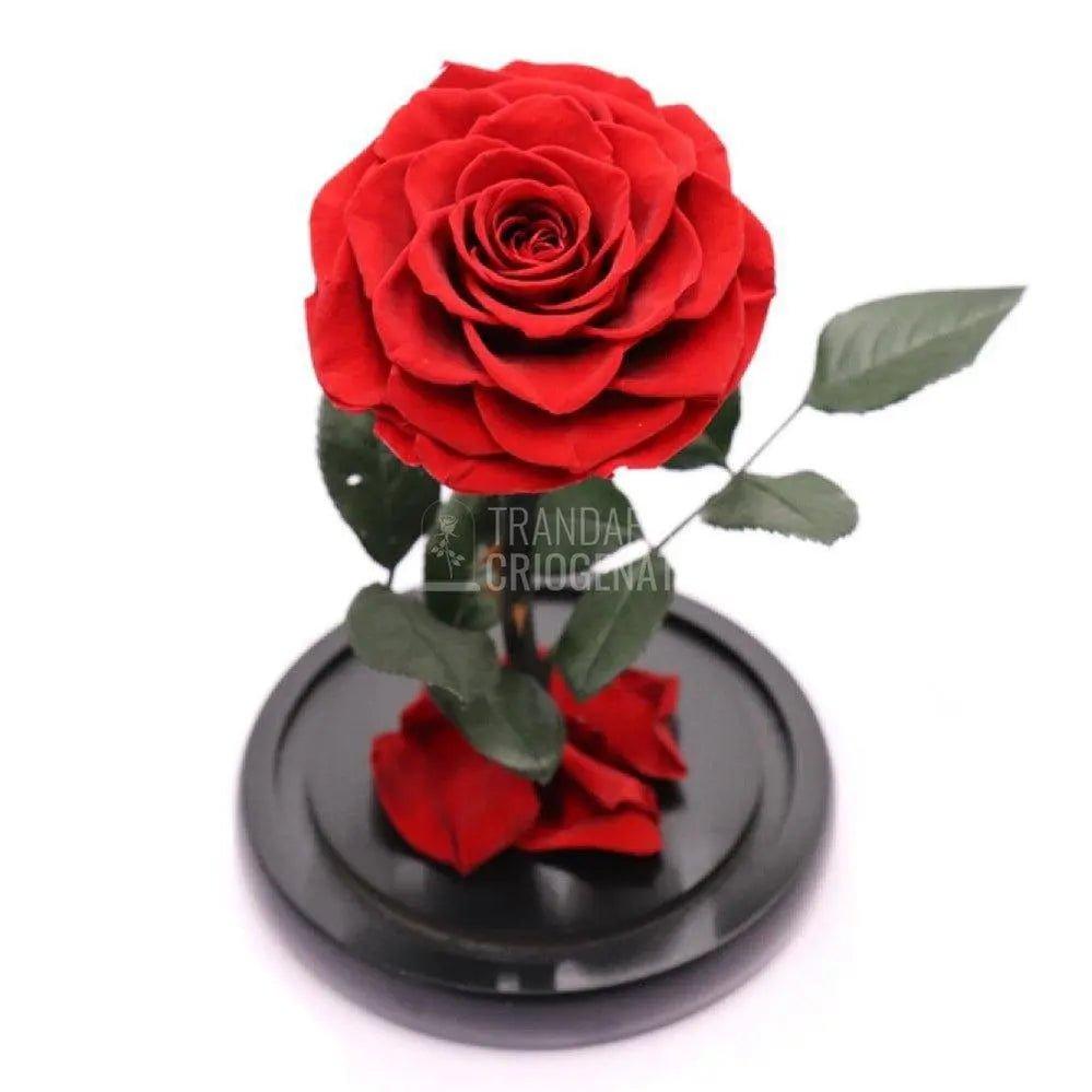 Trandafir Criogenat rosu bella Ø8cm in cupola sticla 10x20cm - Trandafir-Criogenat.ro
