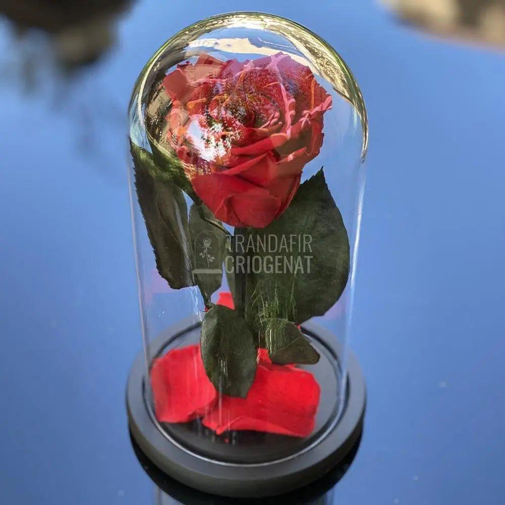 Trandafir Criogenat rosu festival Ø6,5cm in cupola 10x20cm - Trandafir-Criogenat.ro