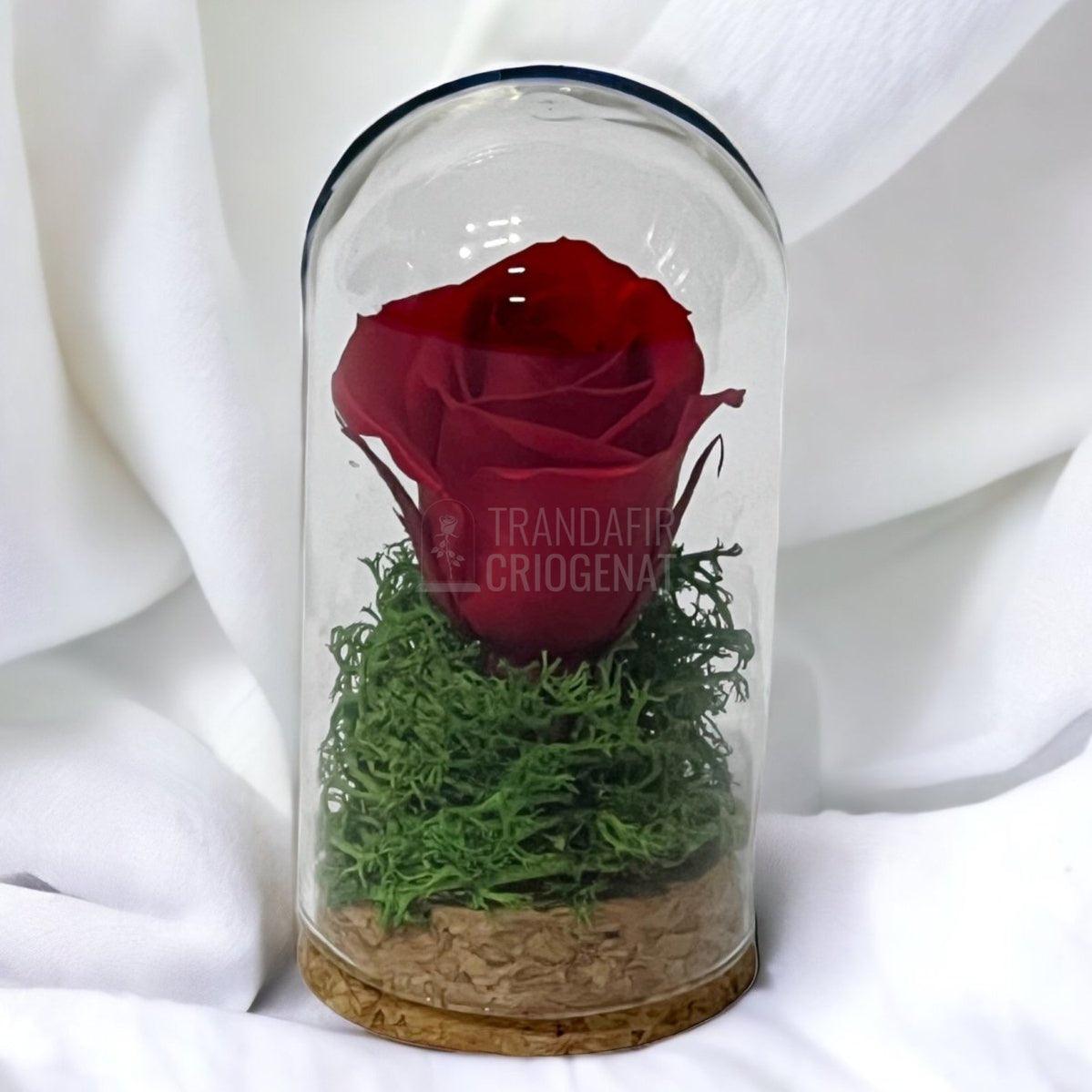 Trandafir Criogenat rosu in cupola sticla 5x9,5cm (marturie) - Trandafir-Criogenat.ro