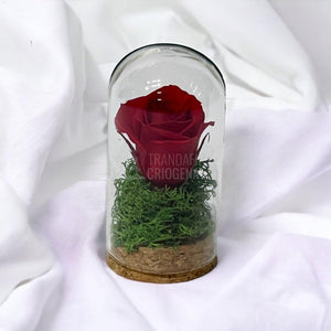 Trandafir Criogenat rosu in cupola sticla 5x9,5cm (marturie) - Trandafir-Criogenat.ro