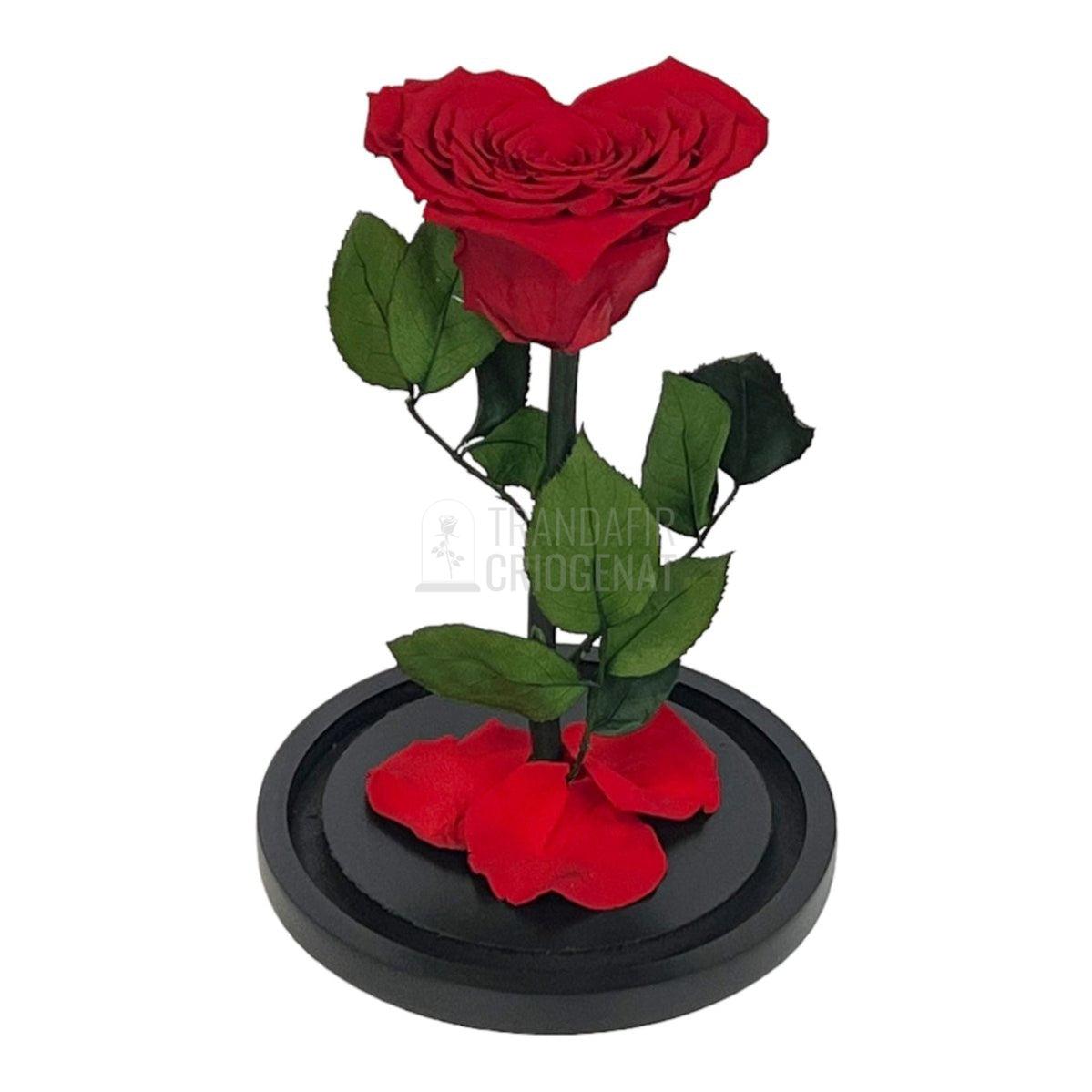 Trandafir Criogenat rosu in forma de inima in cupola 15x25cm - Trandafir-Criogenat.ro