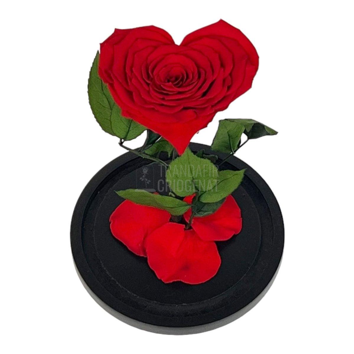 Trandafir Criogenat rosu in forma de inima in cupola 15x25cm - Trandafir-Criogenat.ro
