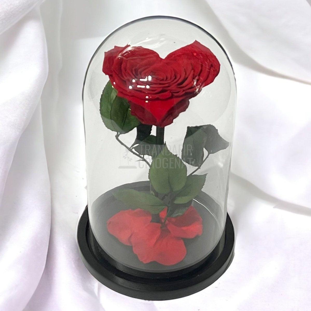 Trandafir Criogenat rosu in forma de inima in cupola 15x25cm - Trandafir-Criogenat.ro