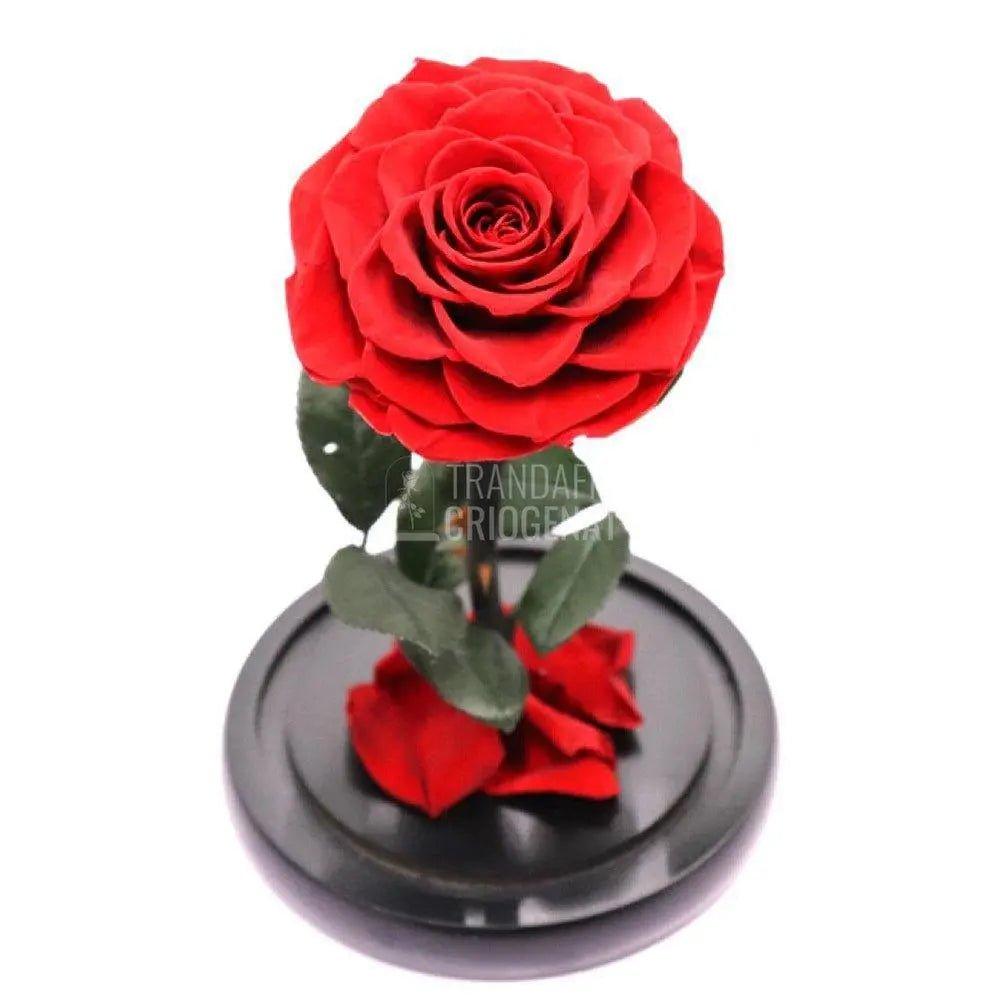 Trandafir Criogenat rosu mare Ø9,5cm in cupola sticla 12x25cm - Trandafir-Criogenat.ro