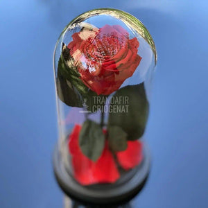 Trandafir Criogenat rosu Ø6,5cm in cupola de sticla 10x20cm - Trandafir-Criogenat.ro
