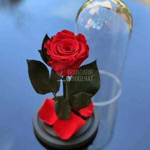 Trandafir Criogenat rosu Ø6,5cm in cupola de sticla 10x20cm - Trandafir-Criogenat.ro