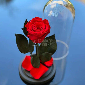 Trandafir Criogenat rosu Ø6,5cm in cupola de sticla, cadou - Trandafir-Criogenat.ro