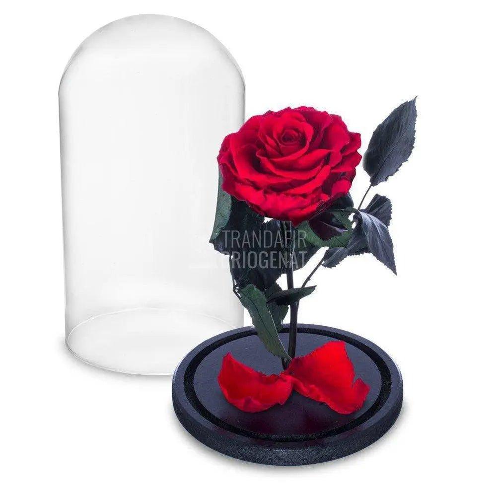 Trandafir Criogenat rosu Ø6,5cm in cupola sticla 10x20cm - Trandafir-Criogenat.ro