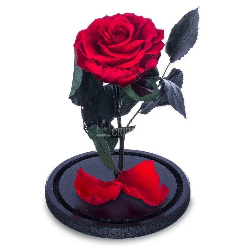 Trandafir Criogenat rosu Ø6,5cm in cupola sticla 10x20cm - Trandafir-Criogenat.ro