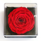 Trandafir Criogenat rosu Ø7-8cm in cutie cadou 10x10x11cm - Trandafir-Criogenat.ro