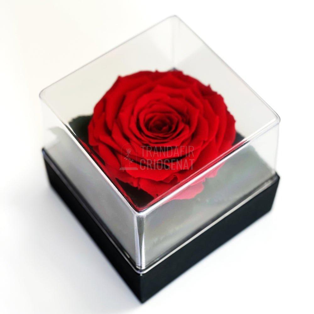 Trandafir Criogenat rosu Ø7-8cm in cutie cadou 10x10x11cm - Trandafir-Criogenat.ro