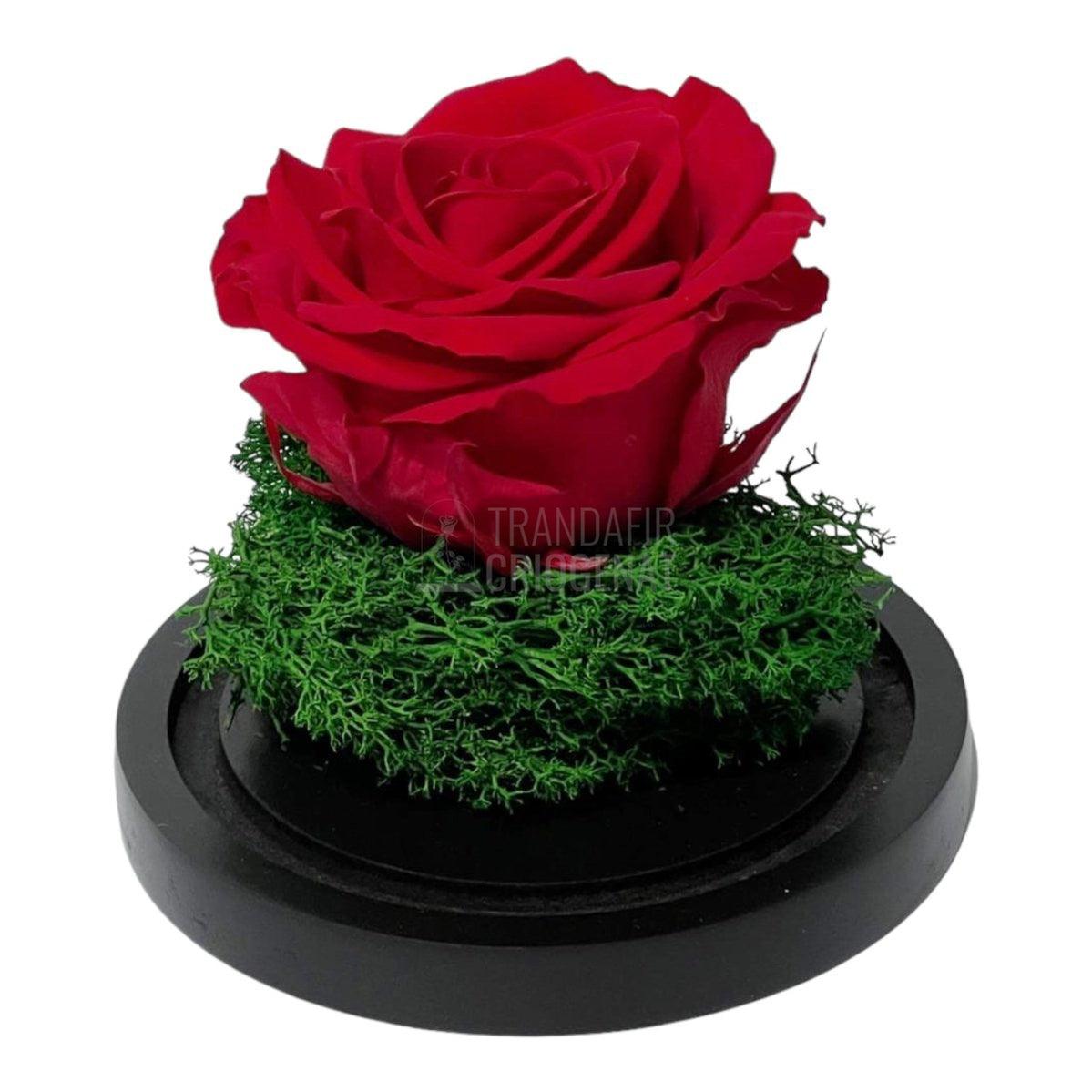 Trandafir Criogenat rosu Ø8cm in cupola de sticla 10x15cm - Trandafir-Criogenat.ro