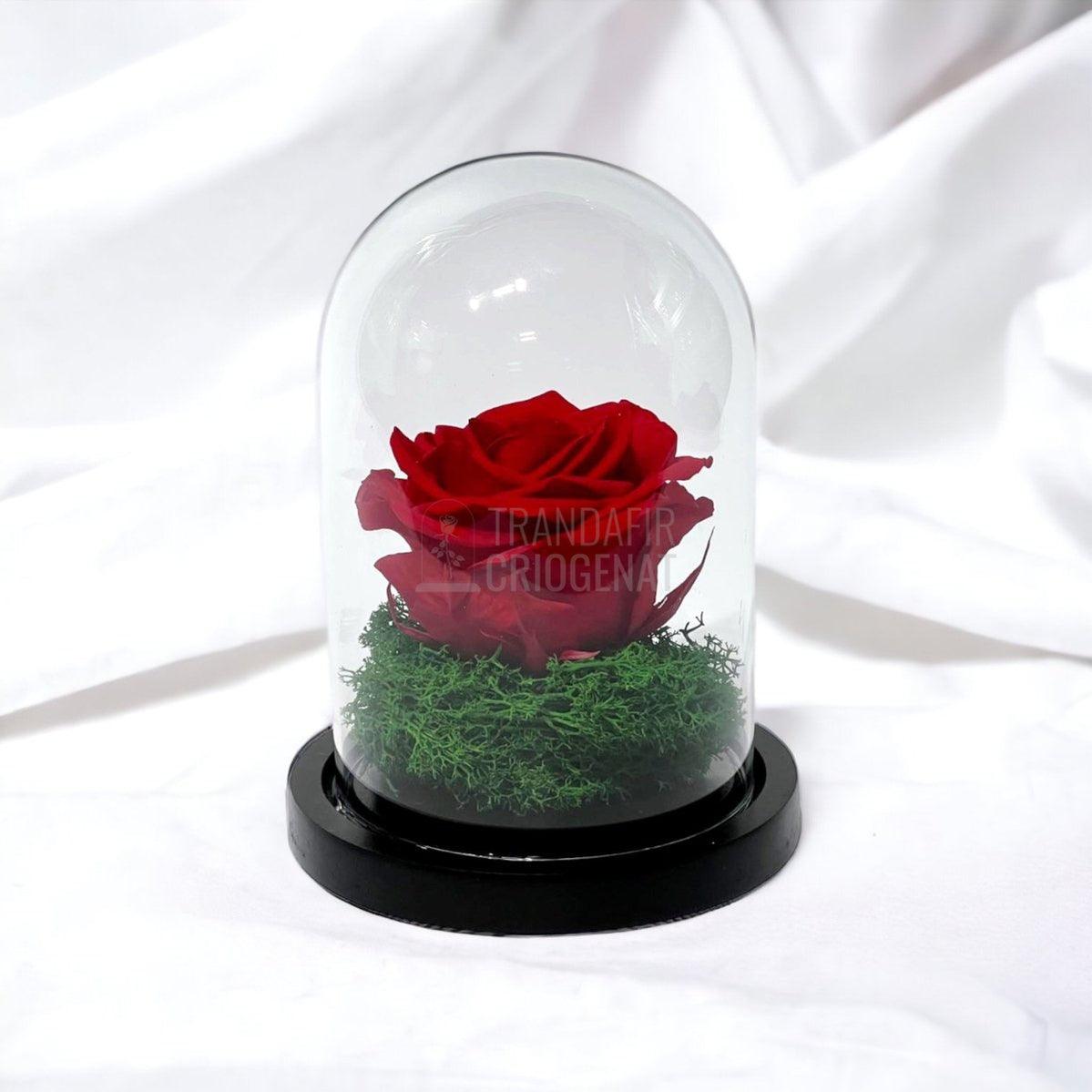 Trandafir Criogenat rosu Ø8cm in cupola de sticla 10x15cm - Trandafir-Criogenat.ro