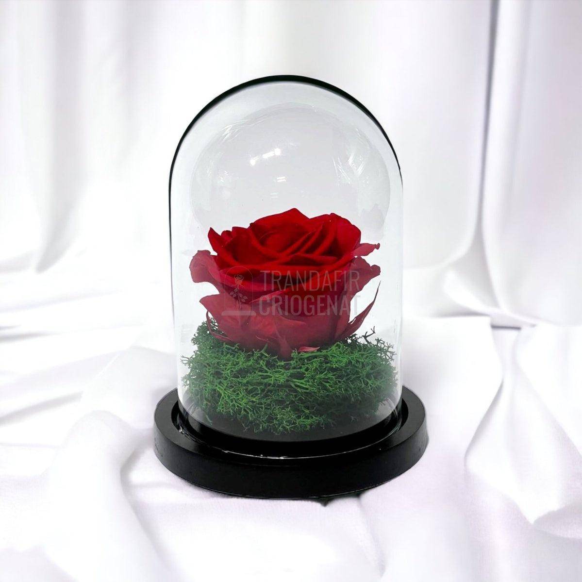 Trandafir Criogenat rosu Ø8cm in cupola de sticla 10x15cm - Trandafir-Criogenat.ro