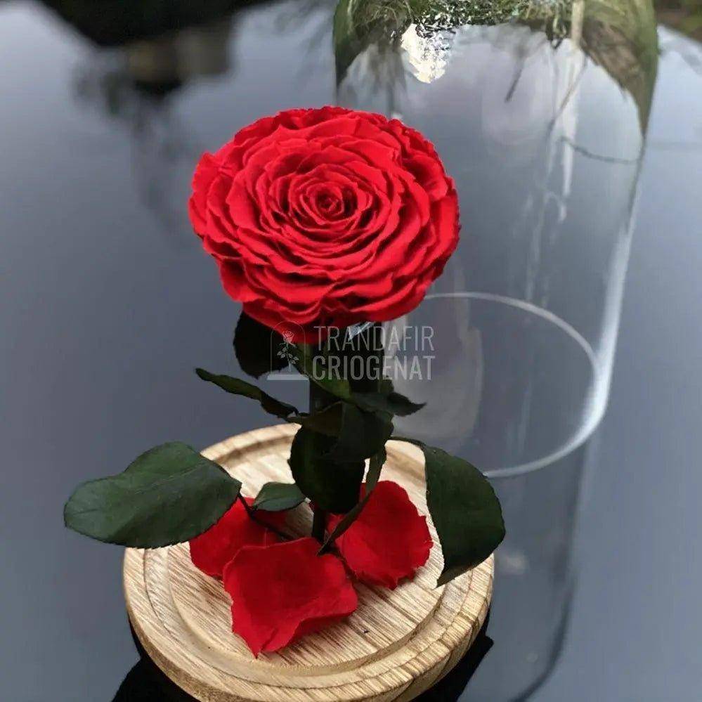 Trandafir Criogenat rosu Ø9,5cm in cupola de sticla 12x25cm - Trandafir-Criogenat.ro
