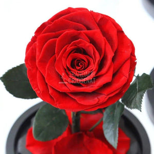Trandafir Criogenat rosu Ø9,5cm in cupola de sticla, cu mesaj - Trandafir-Criogenat.ro