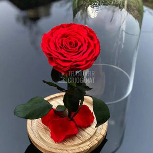 Trandafir Criogenat rosu Ø9,5cm in cupola sticla 12x25cm - Trandafir-Criogenat.ro