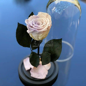Trandafir Criogenat roz cu mov Ø6,5cm in cupola 10x20cm - Trandafir-Criogenat.ro