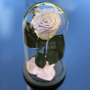 Trandafir Criogenat roz cu mov Ø6,5cm in cupola 10x20cm - Trandafir-Criogenat.ro