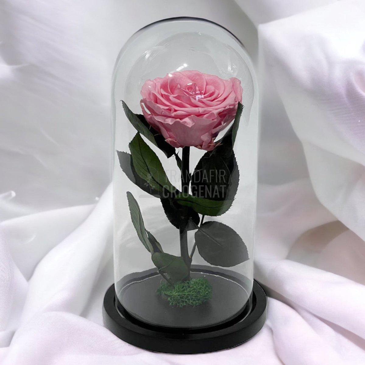 Trandafir Criogenat roz deschis Ø8cm in cupola de sticla, cu mesaj - Trandafir-Criogenat.ro