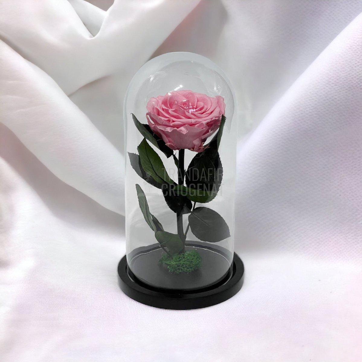 Trandafir Criogenat roz deschis Ø8cm in cupola de sticla, cu mesaj - Trandafir-Criogenat.ro