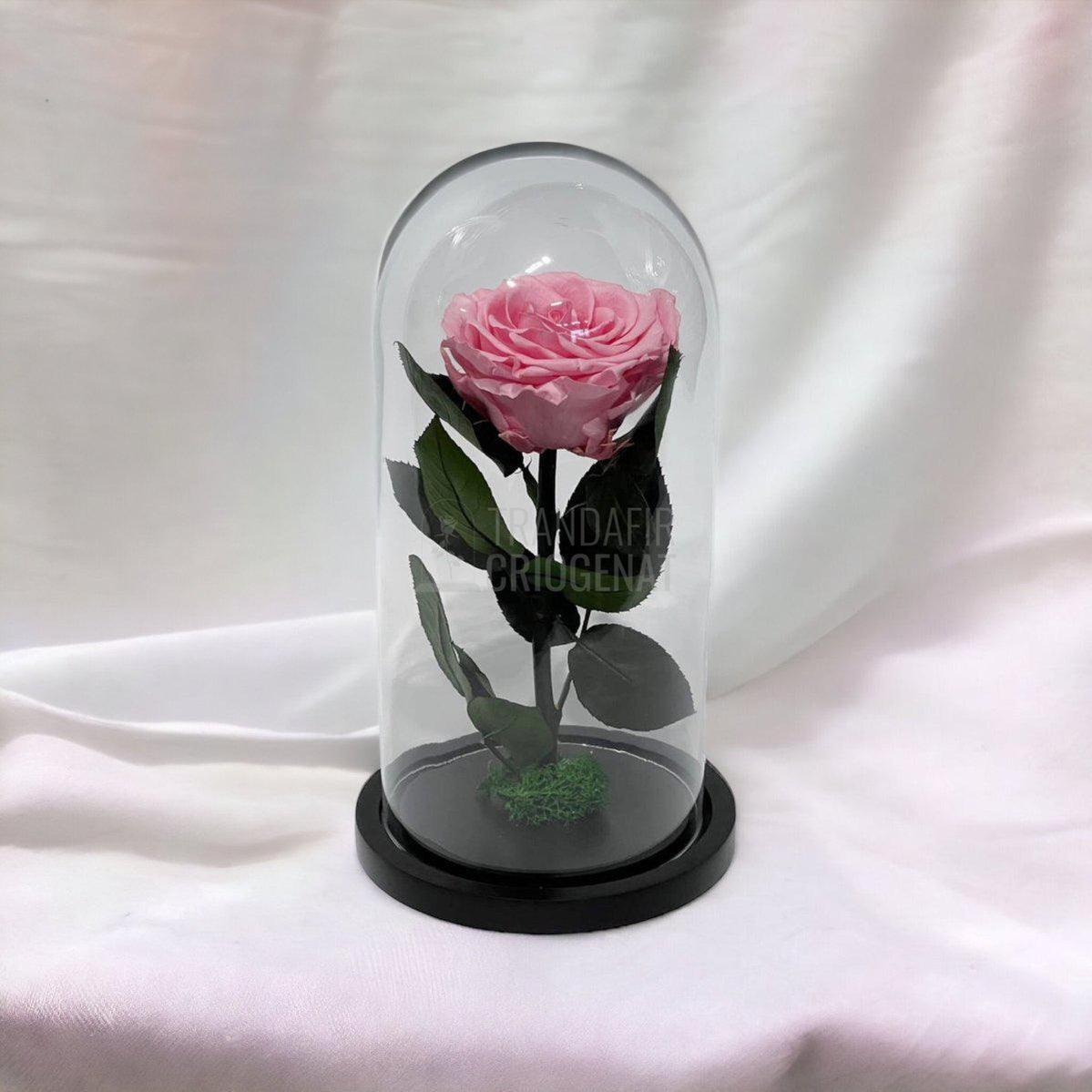 Trandafir Criogenat roz deschis Ø8cm in cupola de sticla, cu mesaj - Trandafir-Criogenat.ro