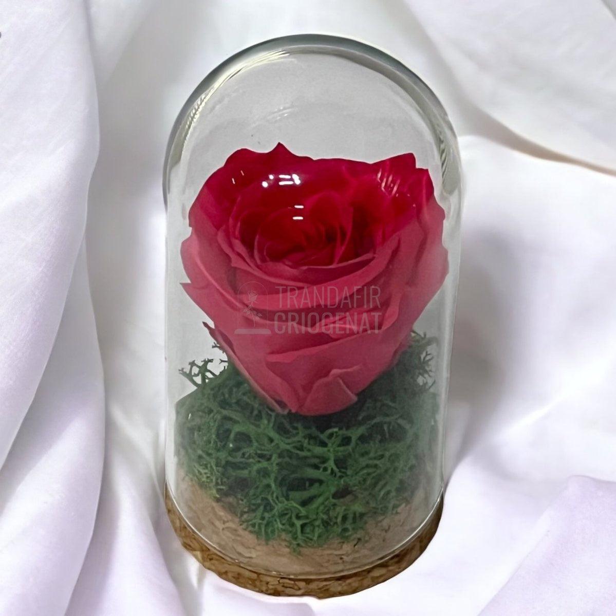 Trandafir Criogenat roz inchis in cupola de sticla 5x9,5cm (marturie) - Trandafir-Criogenat.ro