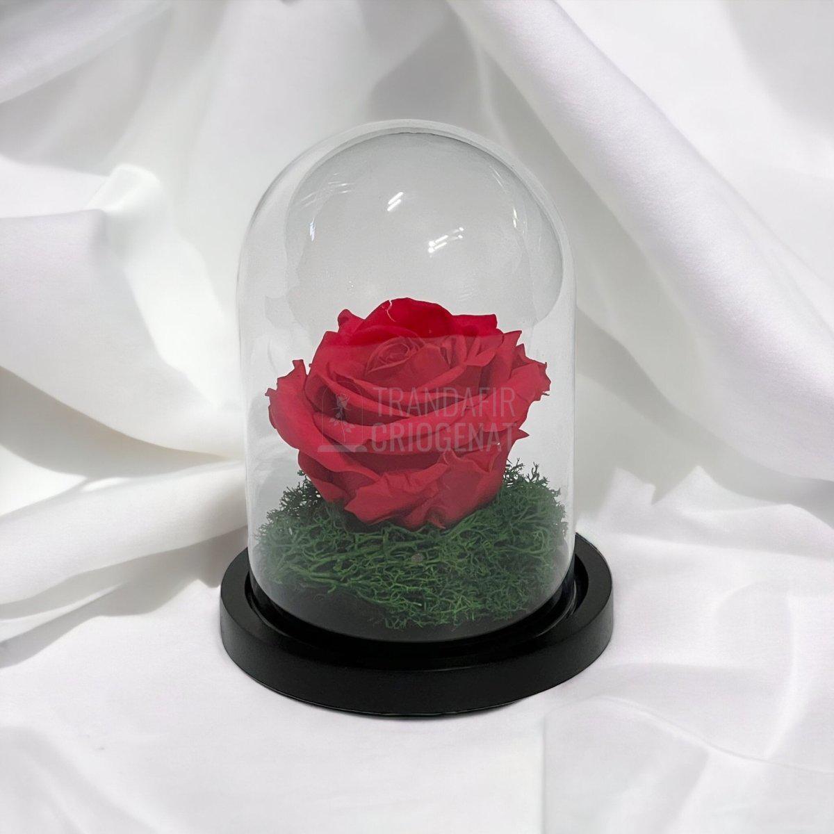 Trandafir Criogenat roz inchis Ø8cm in cupola sticla 10x15cm - Trandafir-Criogenat.ro