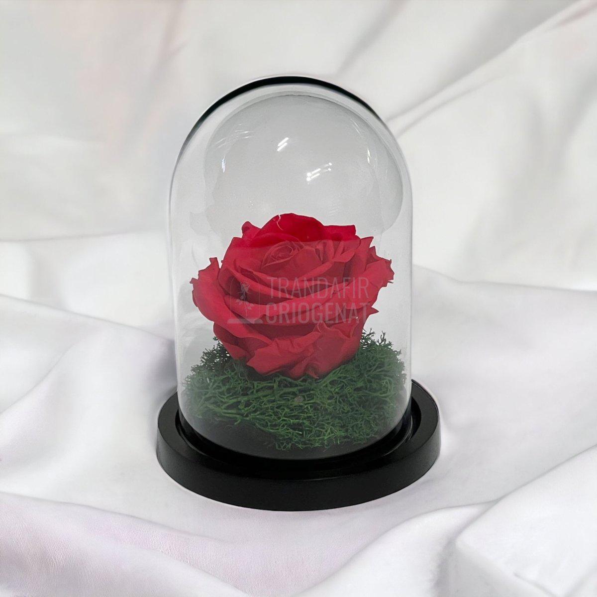 Trandafir Criogenat roz inchis Ø8cm in cupola sticla 10x15cm - Trandafir-Criogenat.ro