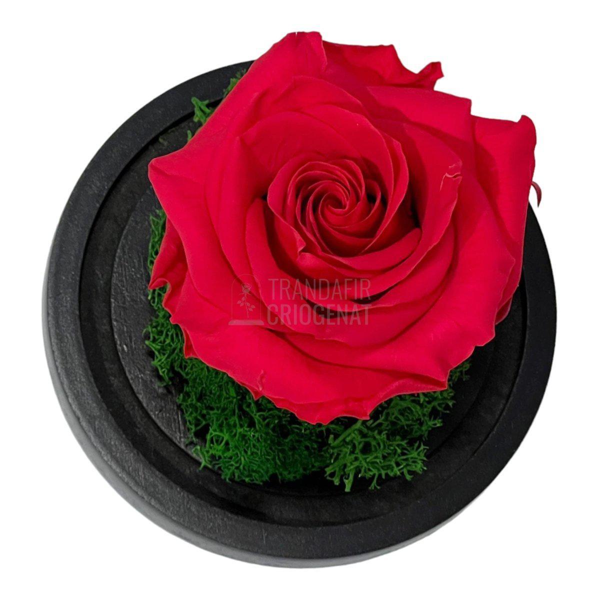 Trandafir Criogenat roz inchis Ø8cm in cupola sticla 10x15cm - Trandafir-Criogenat.ro