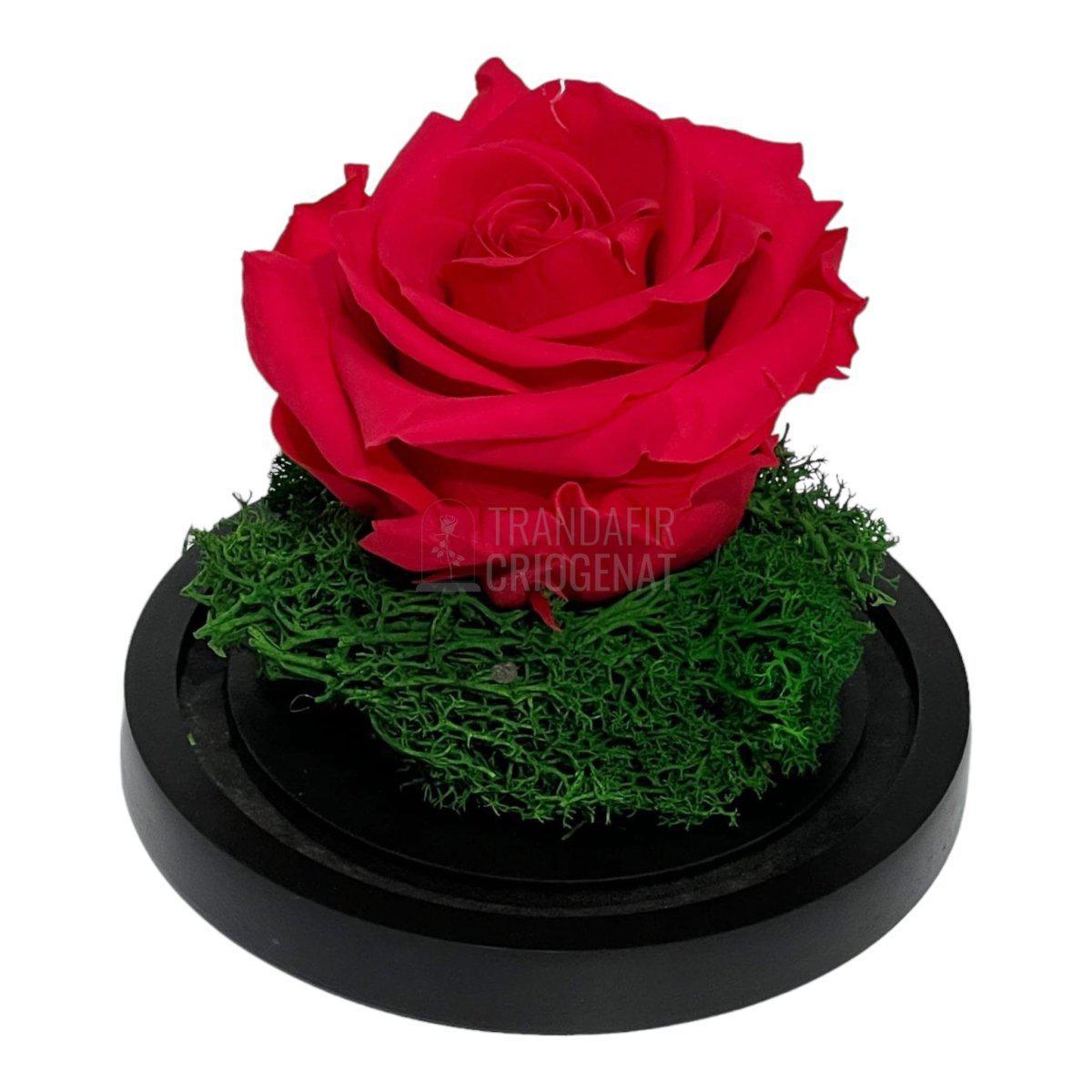 Trandafir Criogenat roz inchis Ø8cm in cupola sticla 10x15cm - Trandafir-Criogenat.ro