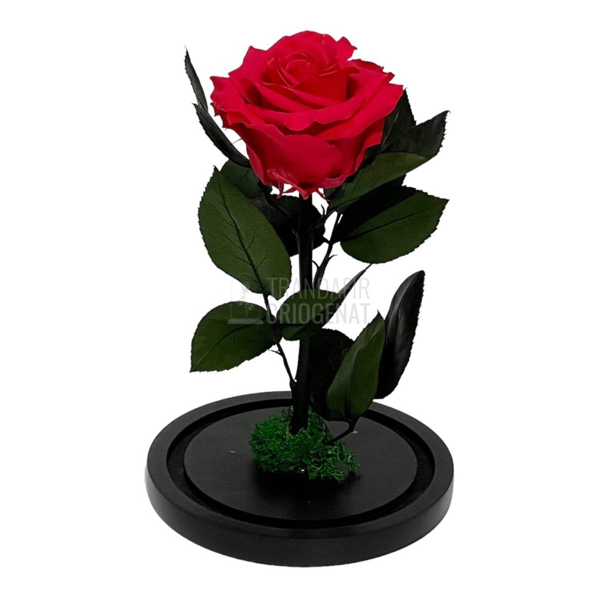 Trandafir Criogenat roz inchis Ø8cm in cupola sticla 12x25cm - Trandafir-Criogenat.ro