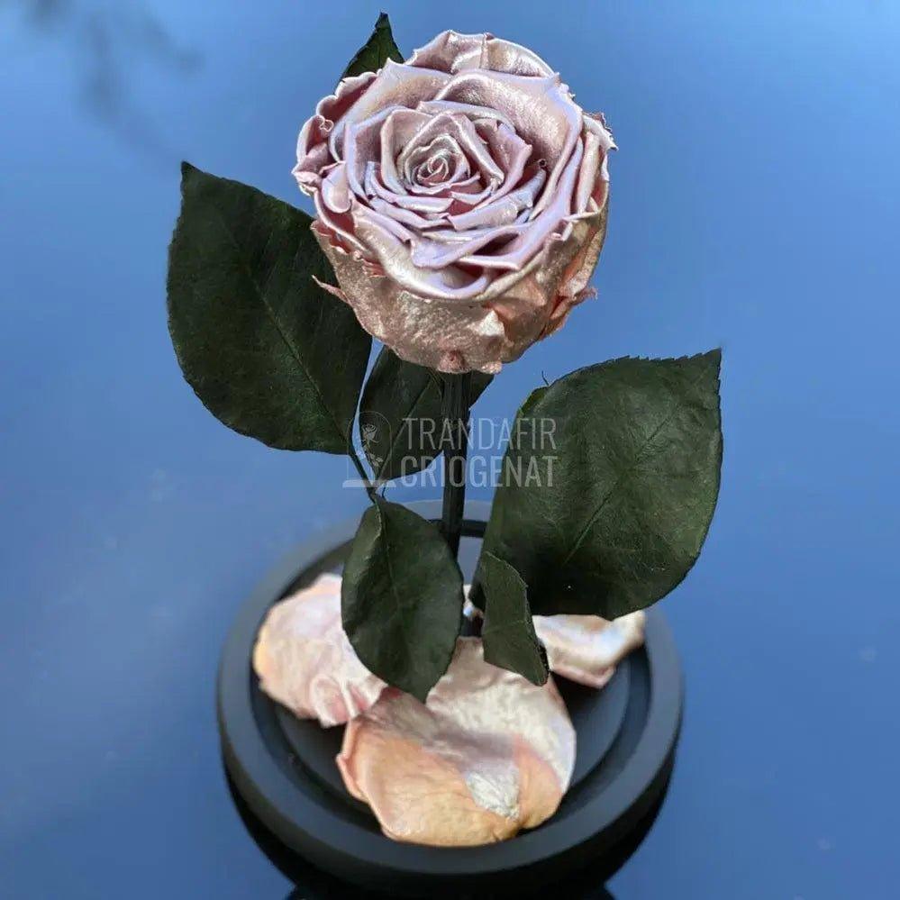 Trandafir Criogenat roz metalizat Ø6,5cm in cupola 10x20cm - Trandafir-Criogenat.ro