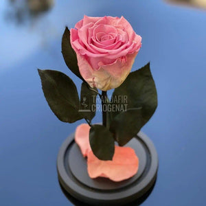Trandafir Criogenat roz Ø6,5cm in cupola de sticla 10x20cm - Trandafir-Criogenat.ro