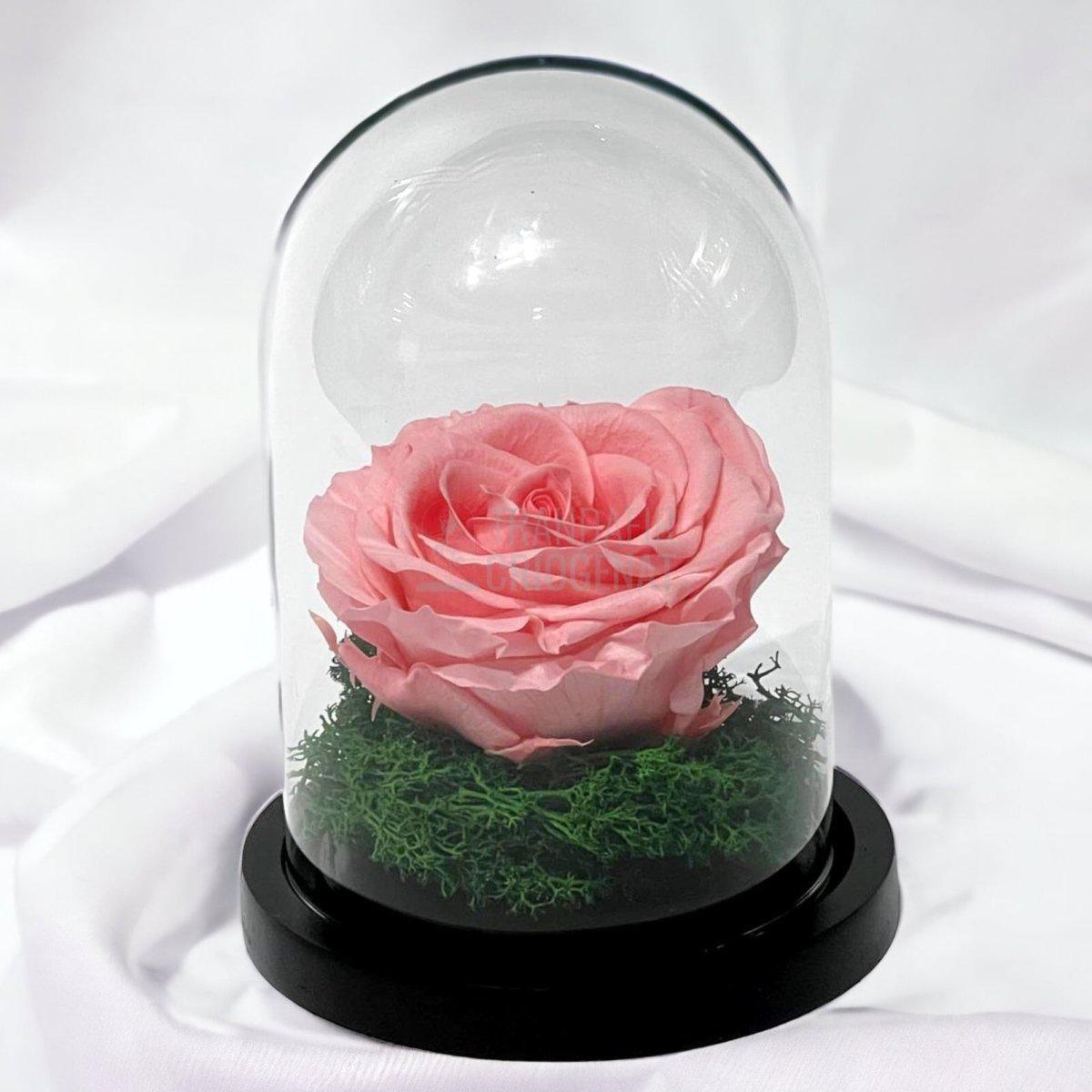 Trandafir Criogenat roz Ø8cm in cupola de sticla 10x15cm - Trandafir-Criogenat.ro