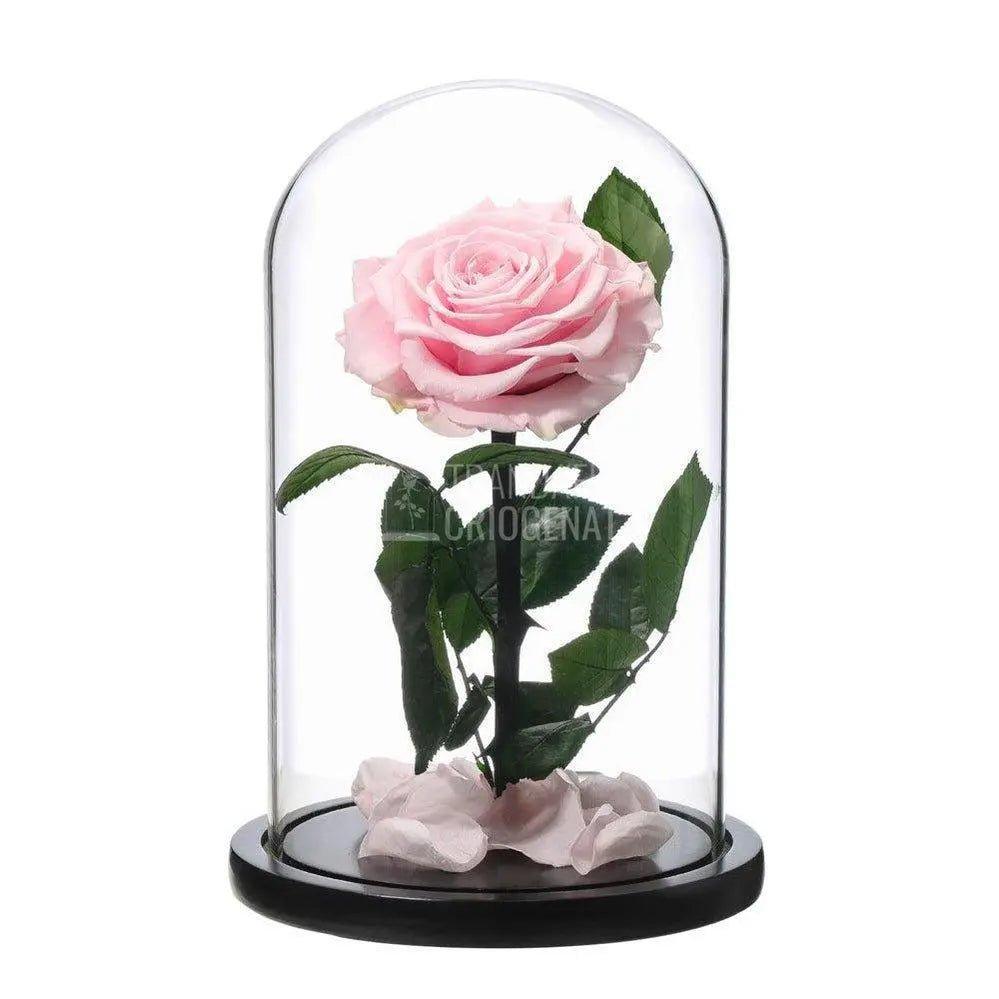 Trandafir Criogenat roz Ø9,5cm in cupola sticla mare 15x25cm - Trandafir-Criogenat.ro
