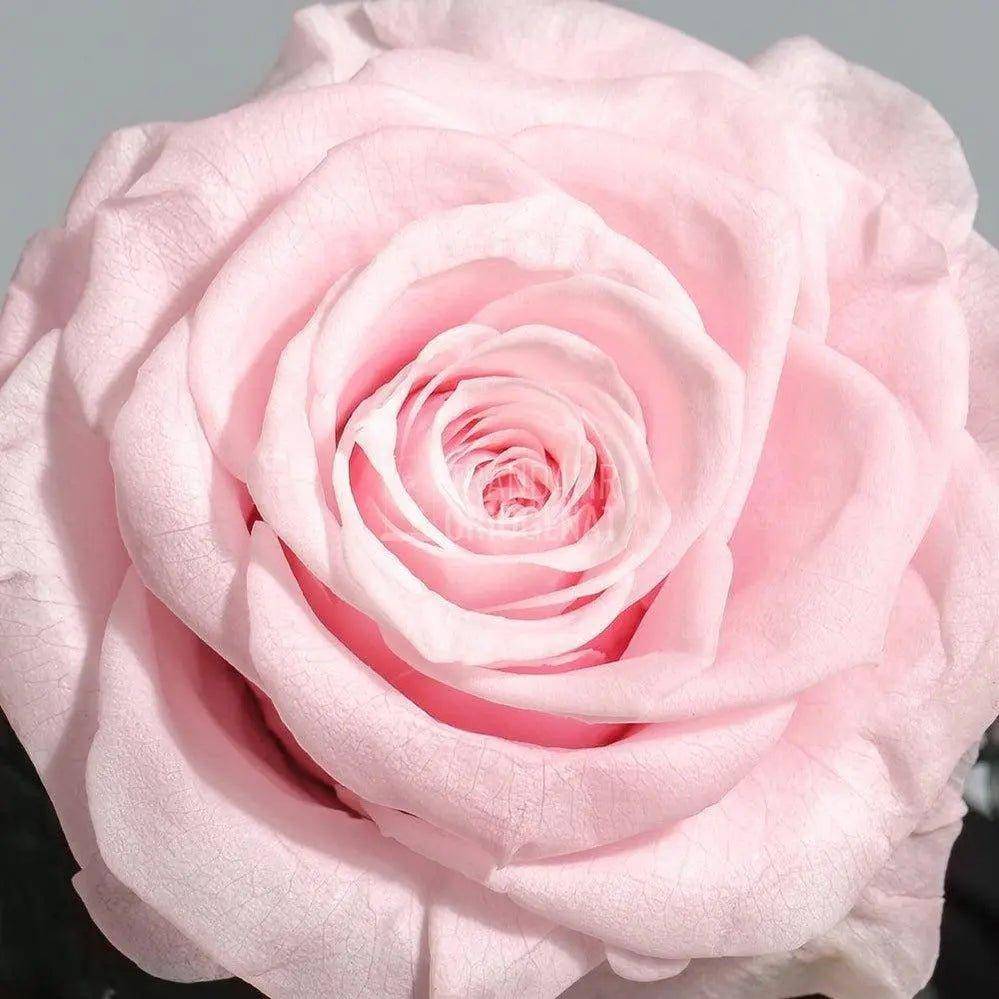 Trandafir Criogenat roz Ø9,5cm in cupola sticla mare 15x25cm - Trandafir-Criogenat.ro