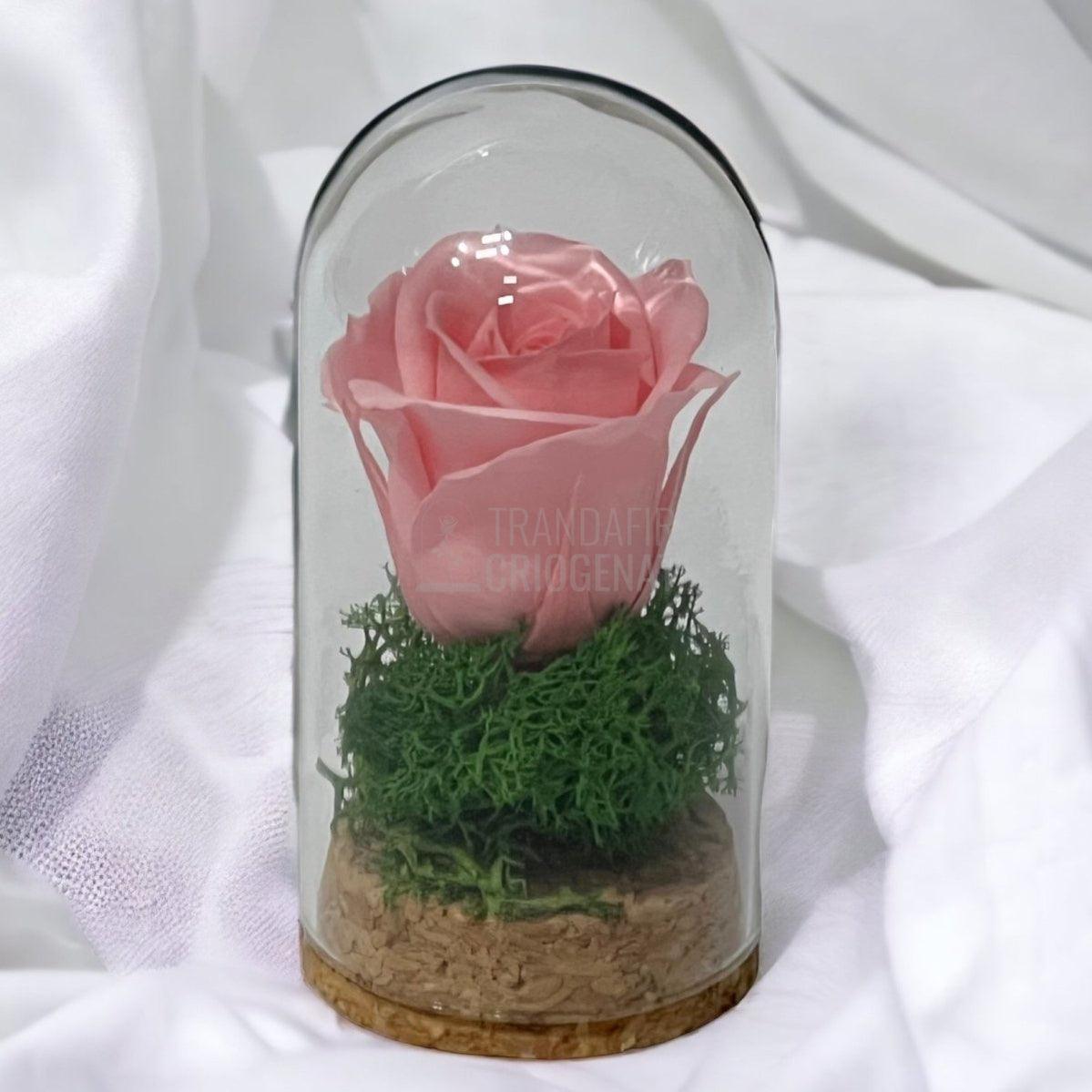 Trandafir Criogenat roz pal in cupola de sticla 5x9,5cm (marturie) - Trandafir-Criogenat.ro