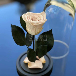 Trandafir Criogenat roz pal Ø6,5cm in cupola de sticla 10x20cm - Trandafir-Criogenat.ro