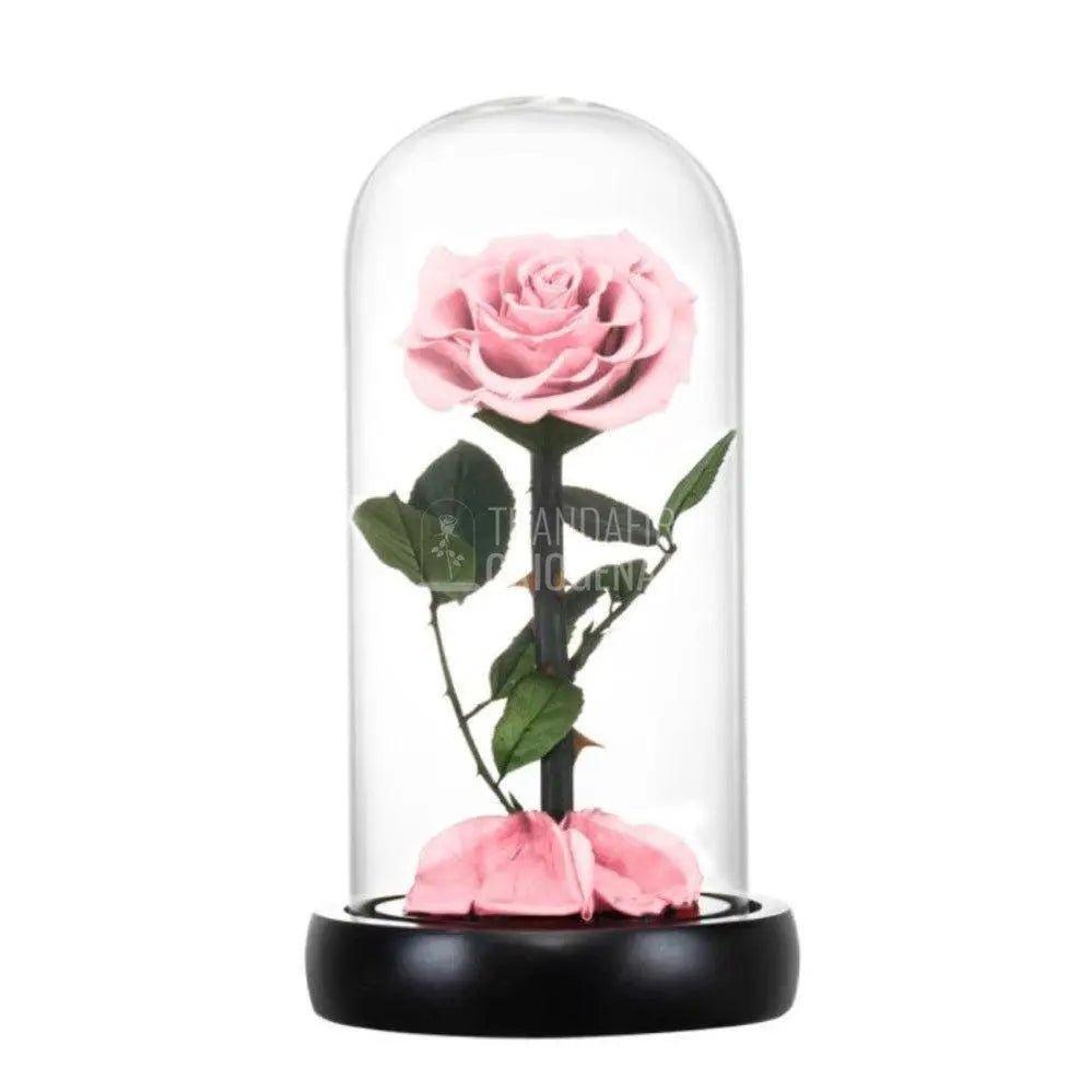 Trandafir Criogenat roz pal Ø8cm in cupola de sticla 10x20cm - Trandafir-Criogenat.ro